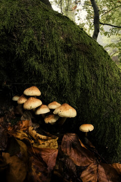 Mushrooms in mossy forest