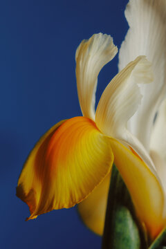 Bright flower with orange and white petals in close-up view