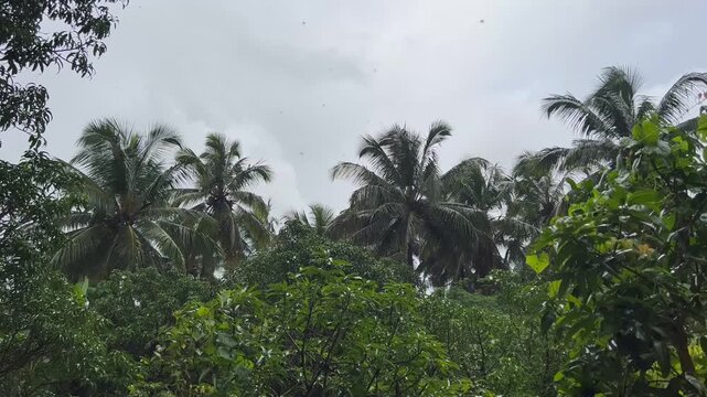 Tropical rain drops falling over green palm trees in North Goa India during monsoon season