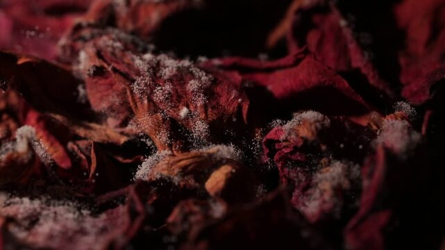 Light sweeping over drying rose petals over which fungus is growing