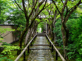 Obraz premium stone path in lush temple garden