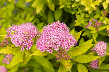 Obraz premium Bright pink flowers grow in clusters, surrounded by green leaves in a garden setting. Sunlight shines on the flowers, creating a lively scene during springtime
