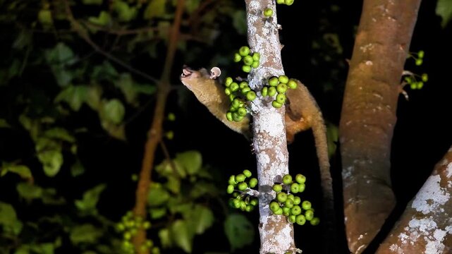 Small-toothed palm civet (Arctogalidia trivirgata) foraging on a wild fig tree at night in the tropical rainforest.