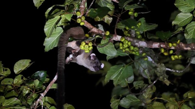 Small-toothed palm civet (Arctogalidia trivirgata) foraging on a wild fig tree at night in the tropical rainforest.