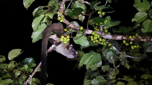 Small-toothed palm civet (Arctogalidia trivirgata) foraging on a wild fig tree at night in the tropical rainforest.
