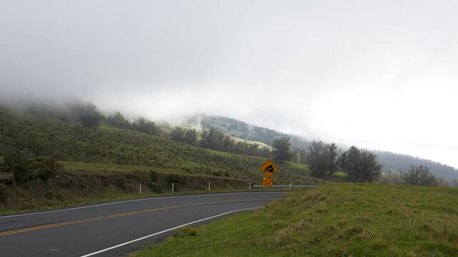 Along the curving mountain road up to the high elevation summit of Haleakalā, or east Maui Volcano. Near the cloud line with green grass and trees on a cool spring afternoon. In or near Kula, Hawaii.
