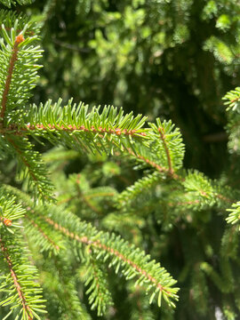 Close-up of green conifer needles in sunlight with blurred forest background