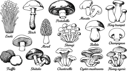 Edible mushroom varieties hand drawn line art set including enoki portobello shiitake truffle chanterelle oyster species vector © MDNUR