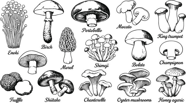 Edible mushroom varieties hand drawn line art set including enoki portobello shiitake truffle chanterelle oyster species vector