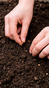 Hands carefully plant tiny seeds into rich dark garden soil for growth