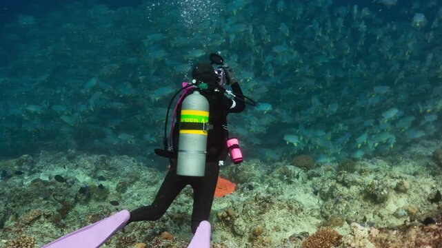 Female Asian SCUBA Diver with underwater camera takes pictures of huge school of Blue-lined Seabream