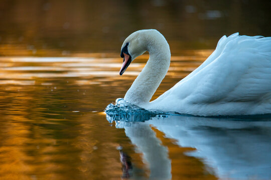 Cisne