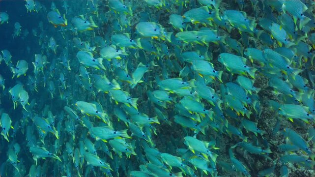 High angle telephoto underwater shot of dense spawning aggregation of Blue-lined Seabream on a deep reef in Peleliu, Palau