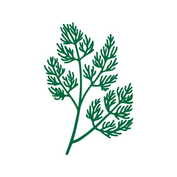 Dill, 2D flat vector illustration in icon style, isolated on a white background