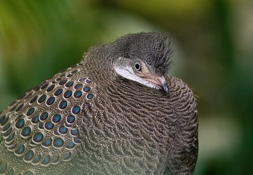 Grey peacock-pheasant (Polyplectron bicalcaratum)
