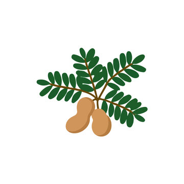 Simple flat 2D vector graphic of a Tamarind in modern icon style, isolated on a white canvas
