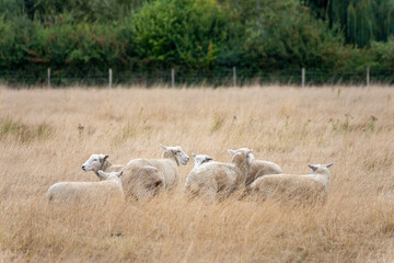 herd of sheep in Harnham Water Meadows Salisbury Wiltshire England © Penny