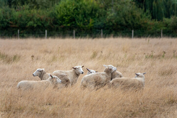 herd of sheep in Harnham Water Meadows Salisbury Wiltshire England © Penny