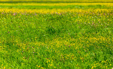 Obraz premium Green Spring summer background- blooming field