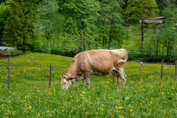Light Brown Cow Grazing in Flower Filled Green Pasture in Alpine Countryside. © Anastazja