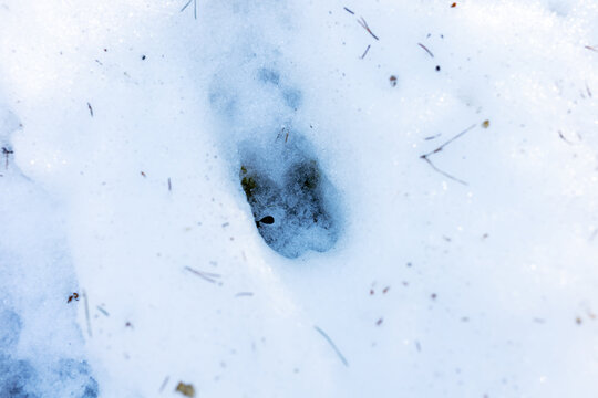 Close examination of lone snow track impression revealing pine debris and intricate tread details