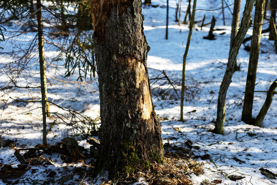 Sunlit tree trunk highlighting textured bark and thriving moss in snowy woodland landscape