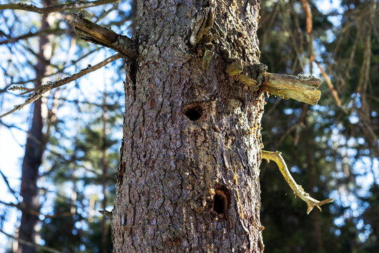 Snags serve as vital nesting sites and ecological study resources in forest environments
