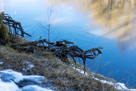 Icy riverbank with tangled roots. Snowcovered mossy bank with reflective sky and tangled roots