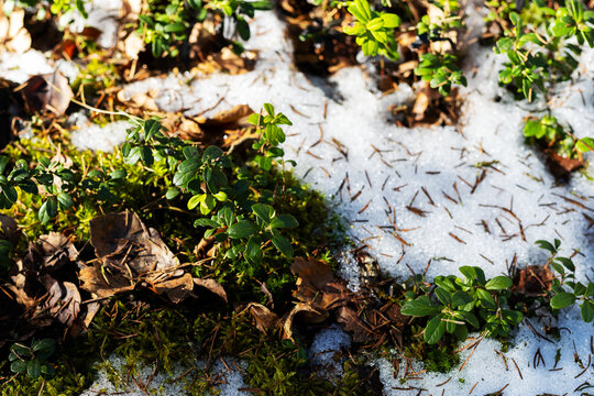 Blossoming signs in backyard. Dewdrops and new growth emerge as snow begins to thaw in backyard
