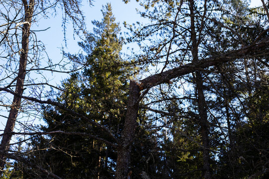 Towering branches of pines against bright blue sky evoke serenity and natural beauty