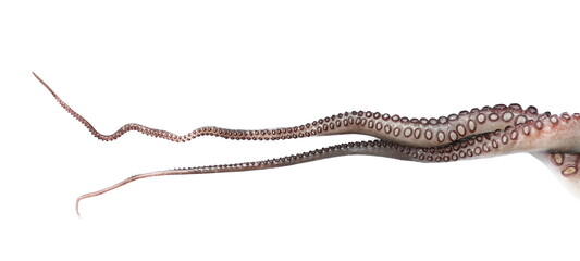 Tentacles of octopus isolated on white background closeup, raw © dule964