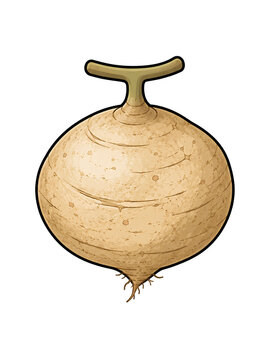 Tropical Jicama Vegetable Vector Illustration