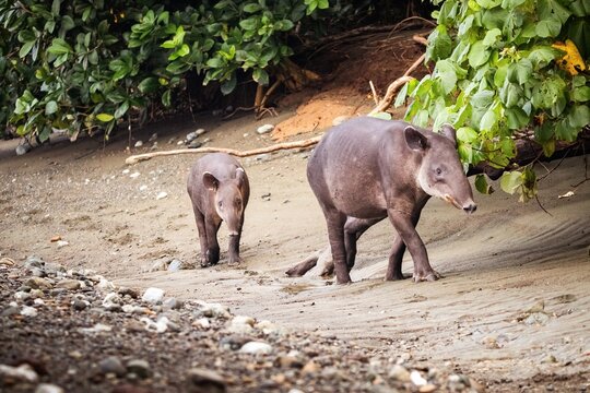 Tapir