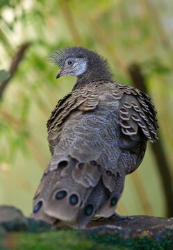 Grey peacock-pheasant (Polyplectron bicalcaratum)