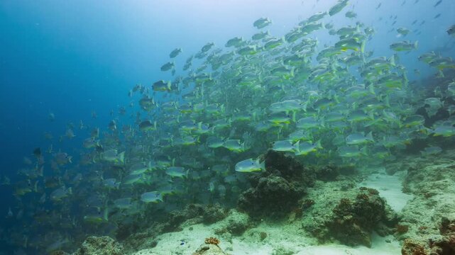 A huge spawning aggregation of Sailfin Snapper swim together over a reef in Peleliu, Palau.