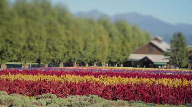Stunning view of colorful flower farm with vibrant blooms arranged in rows, set against a backdrop of lush green trees, charming picturesque landmark visit for tourists and locals in Hokkaido, Japan