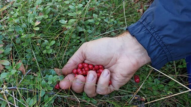 Man's hand picking ripe red lingonberries from a wild bush in a forest, foraging in nature, wild harvest scene, autumn berry gathering, organic lifestyle in woodland.