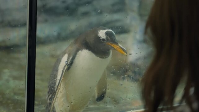 Curious Gentoo penguin looks at visitors through aquarium glass, playful wildlife encounter in a Hokkaido zoo blending education, conservation and family friendly fun. Tourist and local attraction