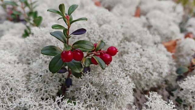 Red ripe lingonberry branch with berries and green leaves surrounded by white reindeer lichen in a boreal forest, wild berry macro, autumn nordic nature, organic foraging scene.