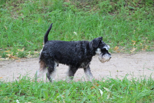 A Playful Schnauzer Dog Trotting Down A Scenic Pathway, Embodying Joyfulness And Life.