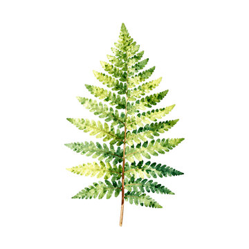 Single green fern leaf with serrated edges and variegated coloring