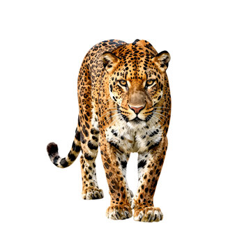 A walking leopard with orange and black spotted fur, looking forward