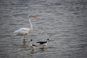 Obraz premium Great White Egret standing in Shallow Waters