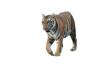 tiger isolated on white © HAYAVISTA