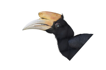 Hornbill bird on a white background © HAYAVISTA