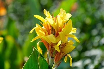 Fototapeta premium Macro Portrait of Yellow Canna Lily Flower Cluster