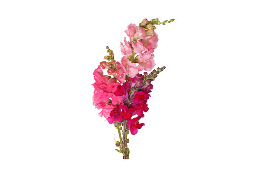 Vibrant pink snapdragon flowers bouquet isolated on transparent background

