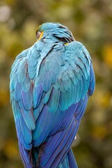Obraz premium Blue and Gold Macaw Preening Feathers Close Up Rear View with Vibrant Turquoise Plumage Against Green Bokeh