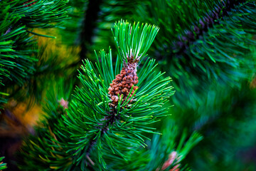 Macro close up of mountain pine branch with male pollen cones and fresh green needles in forest bokeh © Oleksandr Kashcheiev