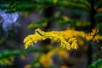 Macro close up of vibrant yellow golden pine branch needles in dark forest bokeh © Oleksandr Kashcheiev